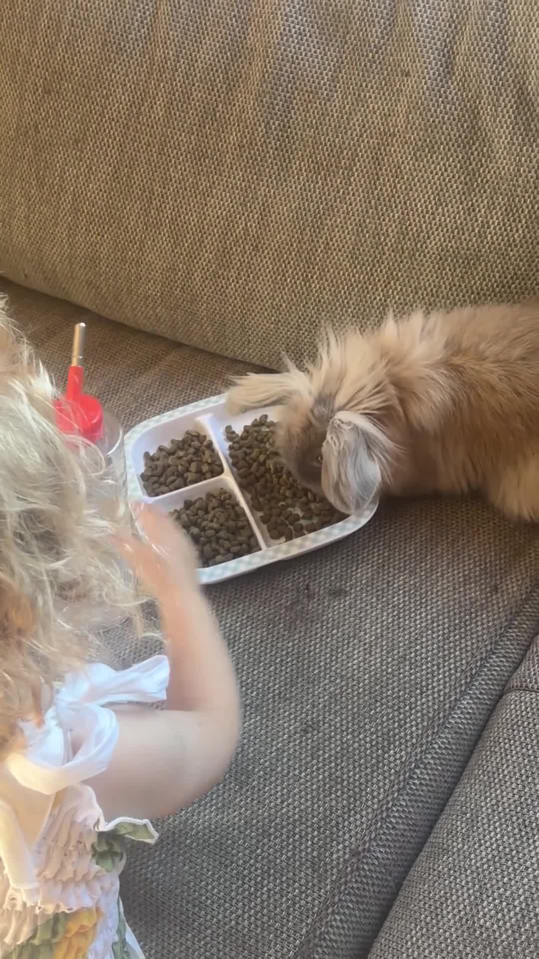 Mini Lion Lop rabbits for sale: Beautiful mini lion lop needing a new home  - Video 1