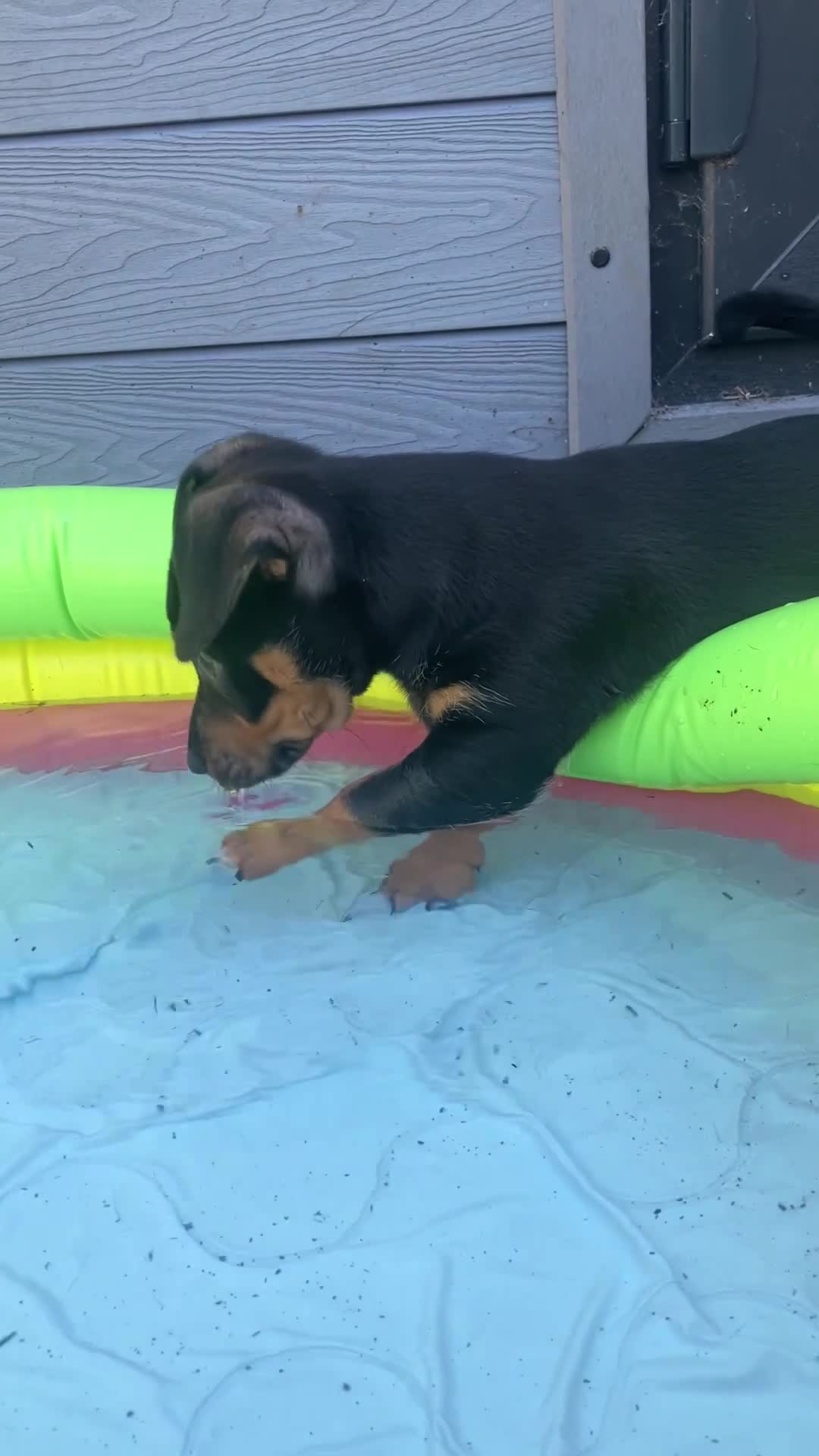 Jack Russell dogs for sale: Beautiful litter of Jack Russell Puppies - Video 1