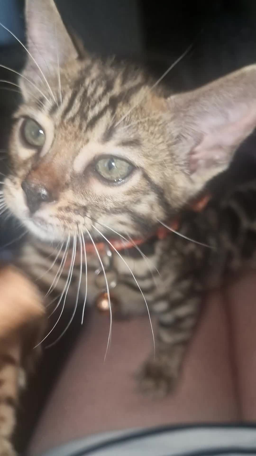 Bengal cats for sale: Two gorgeous Bengals girls  😻😻❤️ - Video 1