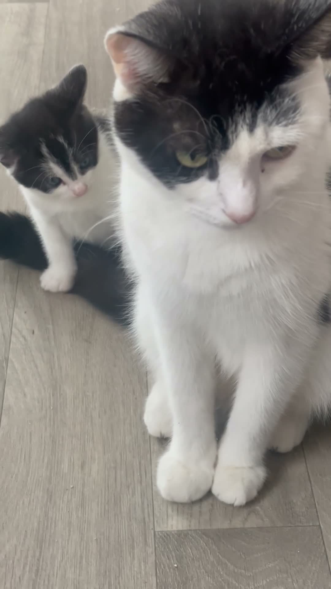 Mixed Breed cats for sale: Extra fluffy kittens - Video 5