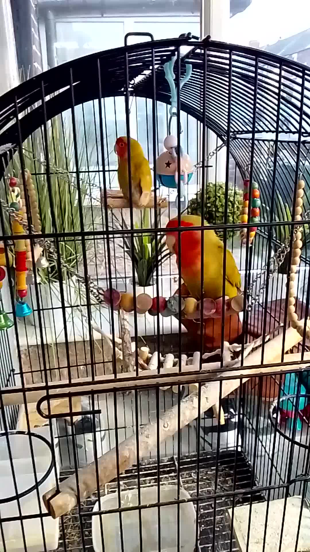 Lovebirds birds for sale: Lovebirds couple with cage - Video 2