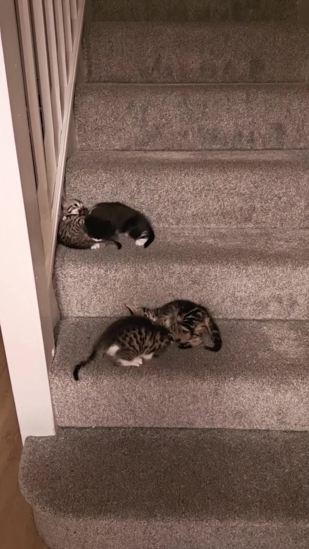 Mixed Breed cats for sale: Bengal Marble & British Shorthair  - Video 1