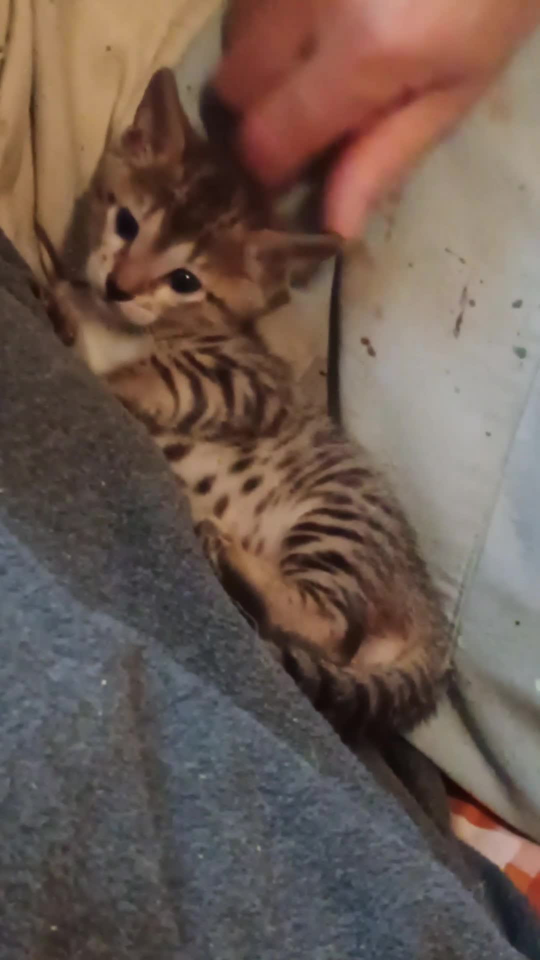 Savannah cats for sale: Gorgeous girl F4 Savannah  - Video 1