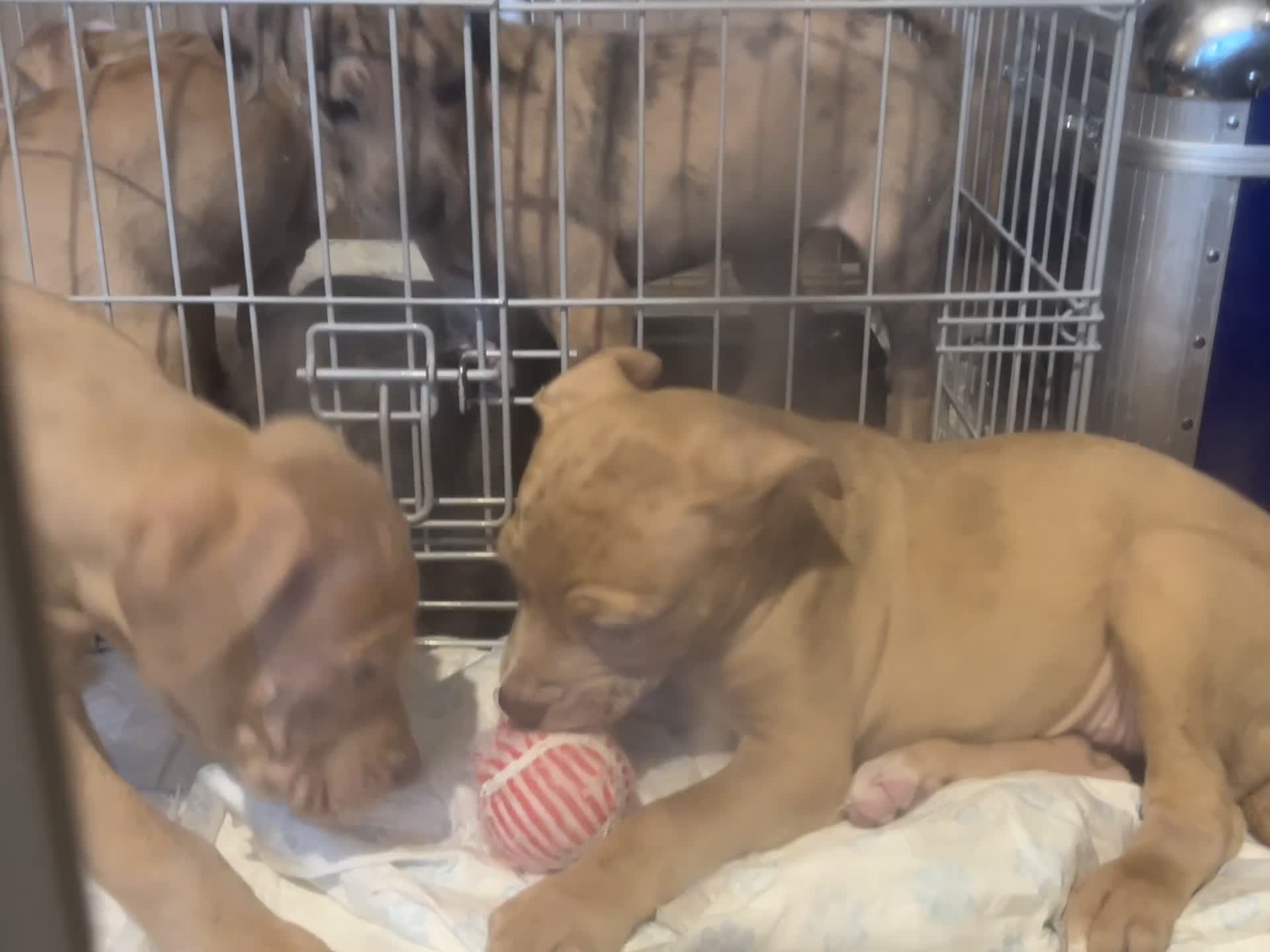 Mastiff dogs for sale: Mastiff X Puppies Looking for Forever Homes - Video 3