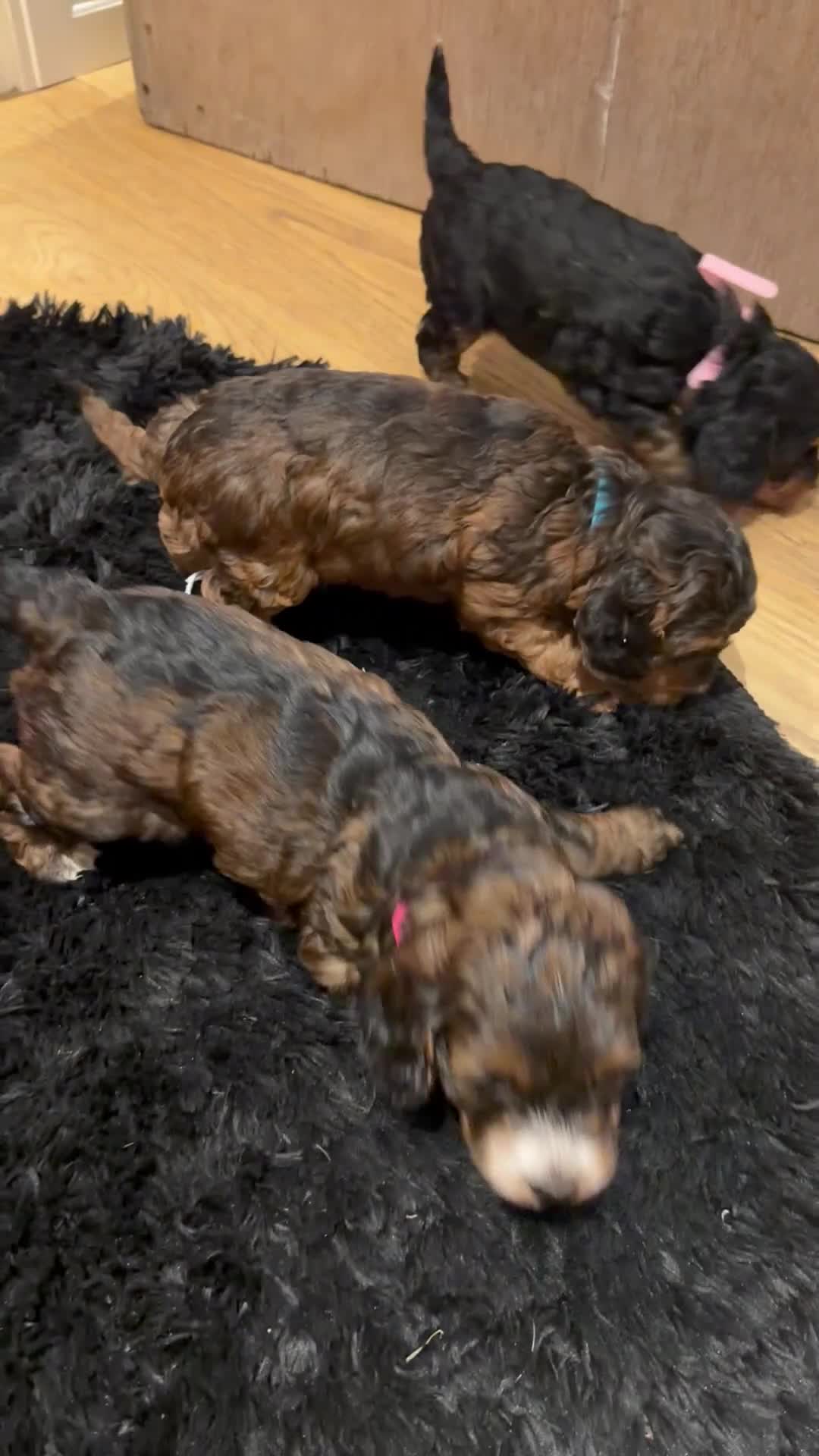 Cockapoo dogs for sale: 6 beautiful Cockerpoo  - Video 2