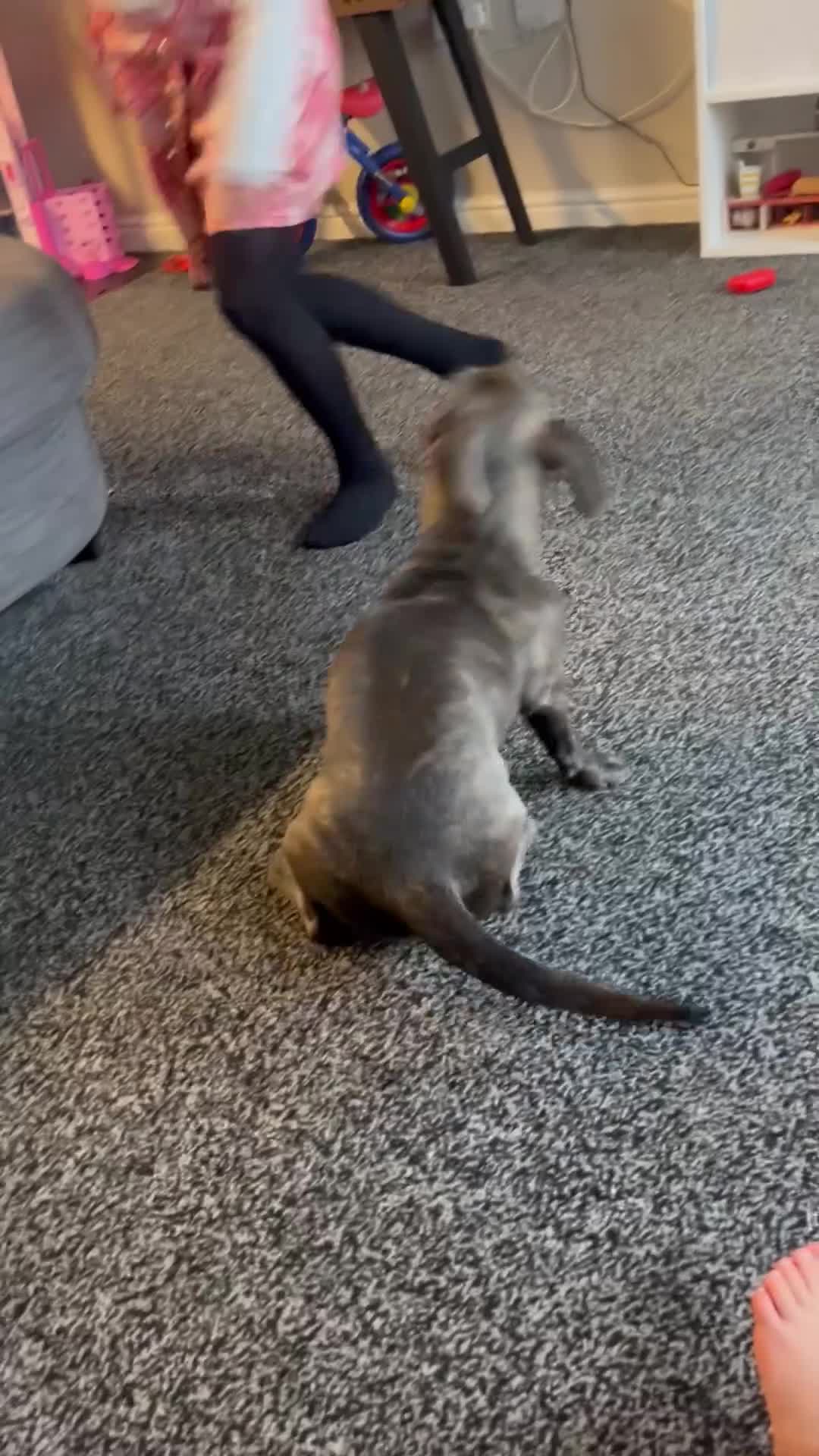 Mixed Breed dogs for sale: Pippa dachshund mixed  - Video 1