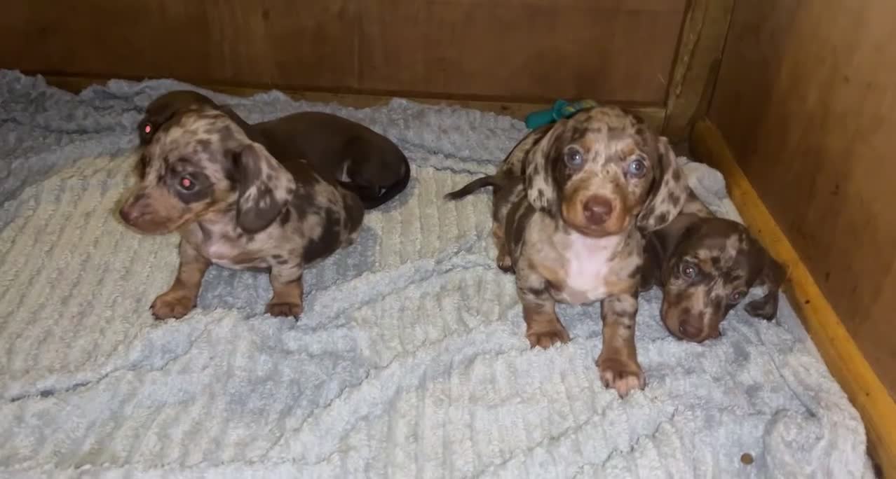 Dachshund dogs for sale: Chocolate Dapple short haired   - Video 1