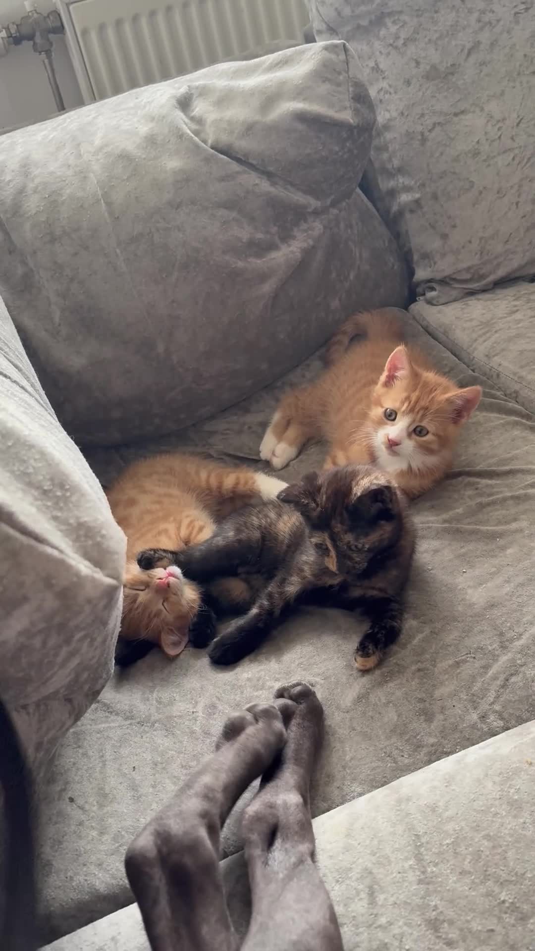 Mixed Breed cats for sale: Kittens for sale in Hounslow - Video 1