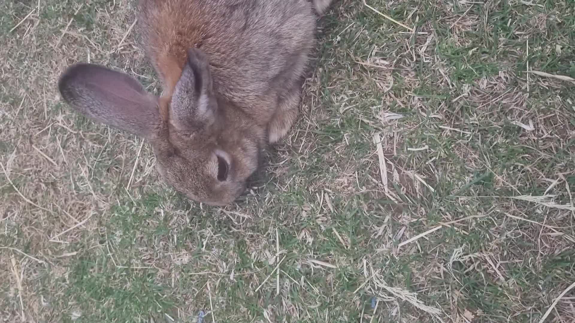 Mixed Breed rabbits for sale: Very cute bunny/rabbit called Gopslop in Leeds - Video 1