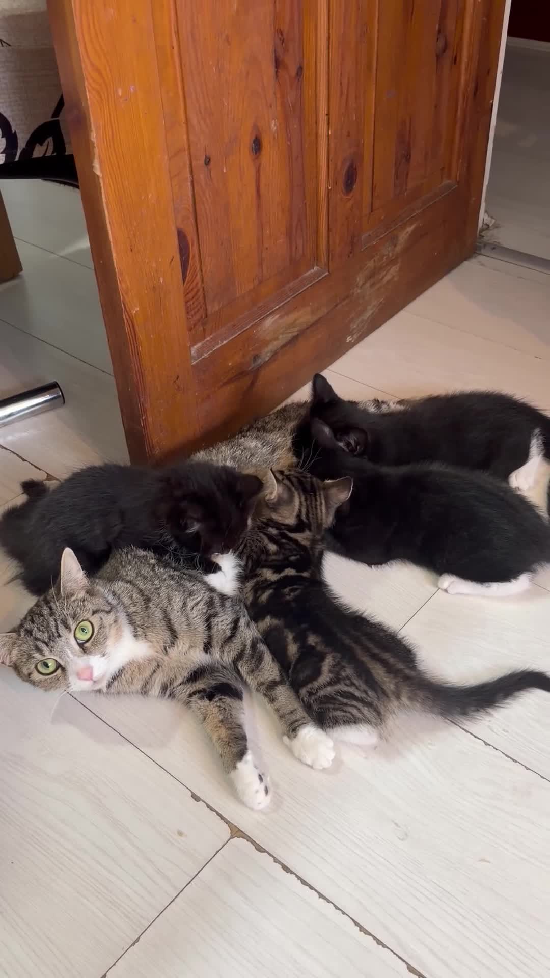 Mixed Breed cats for sale: 10 weeks old Mixed Breed Kittens - Video 1