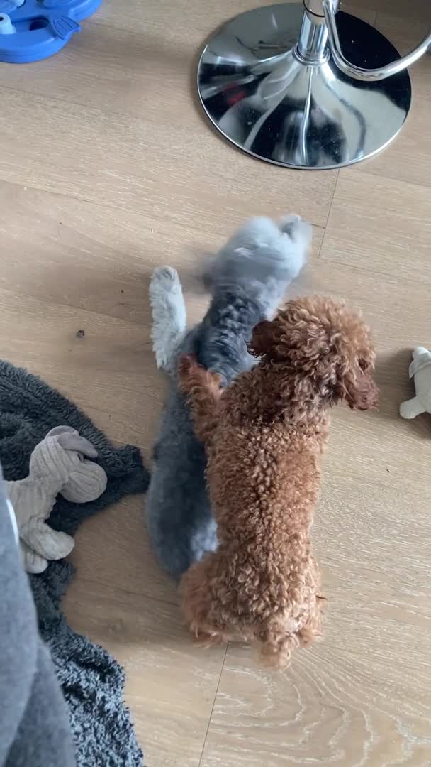 Toy Poodle dogs for stud: Rare Silver Asian Toy Poodle imported Seoul Korea in Romford - Video 1