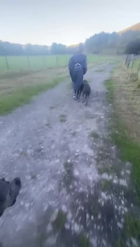 Cane Corso dogs for sale: 2 year old cane corso - Video 1