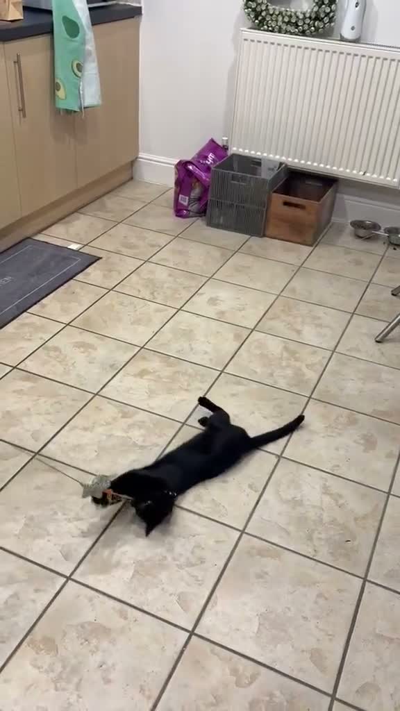 Bombay cats for sale: 6 month old energetic clingy kitten for adoption - Video 1
