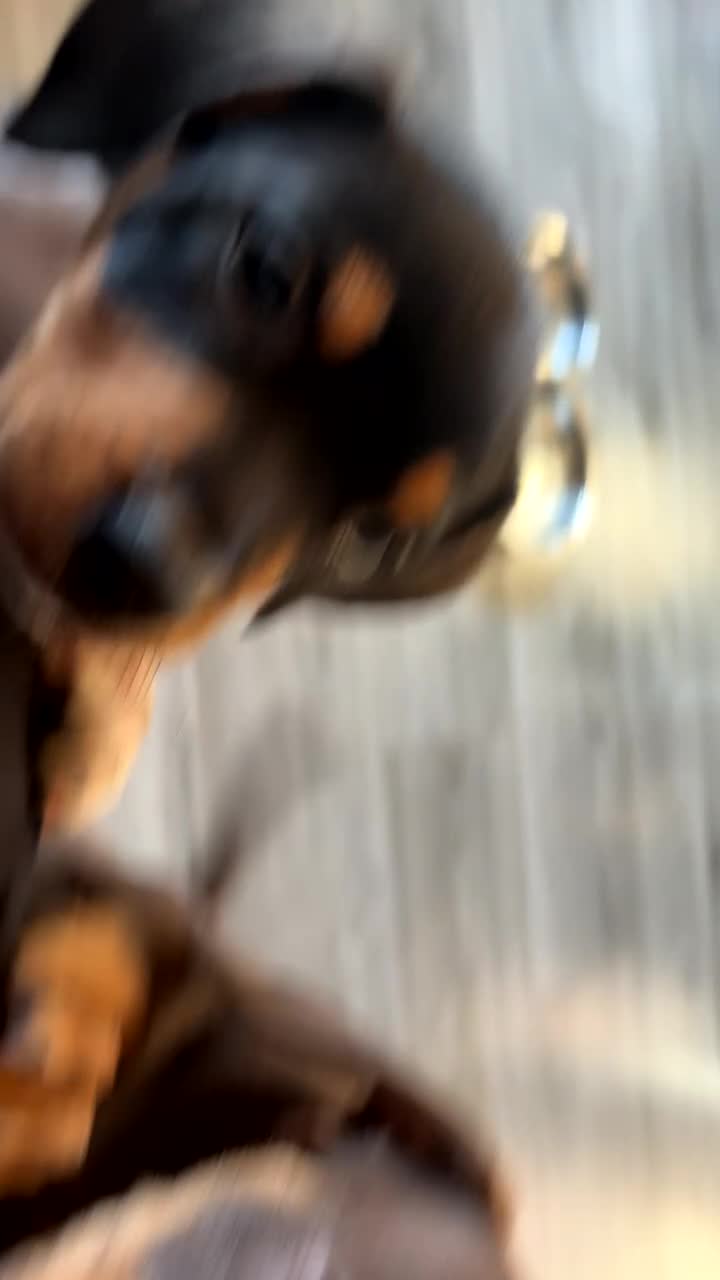 Mixed Breed dogs for sale: Beautiful 9 month old boy - Video 2