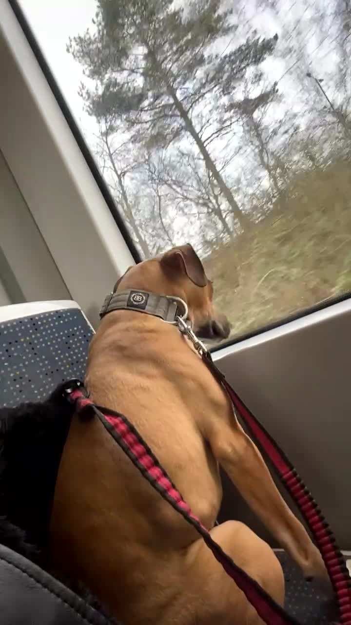 Mixed Breed dogs for sale: Greyhound cross lurcher  in Oldham - Video 2