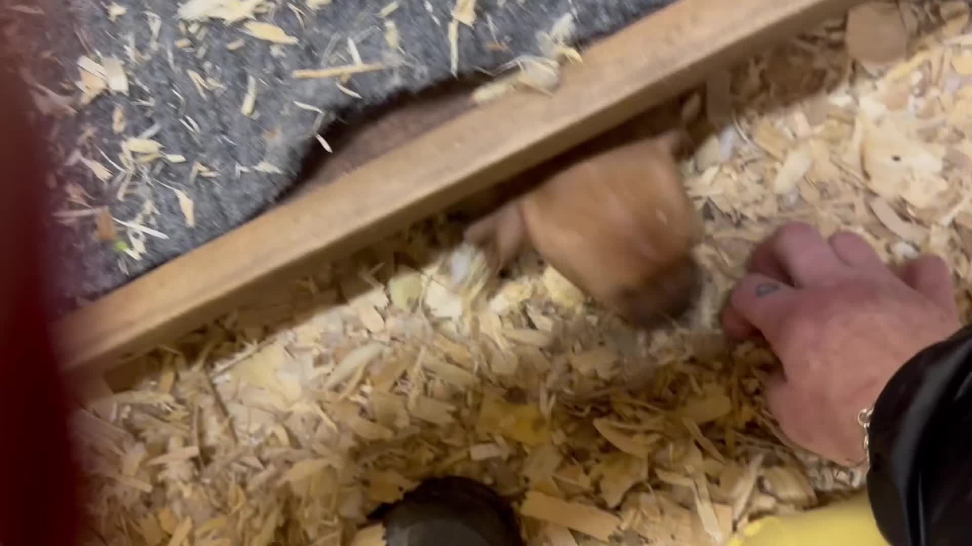 Jack Russell dogs for sale: Fine examples of jr pups 🐶  - Video 1