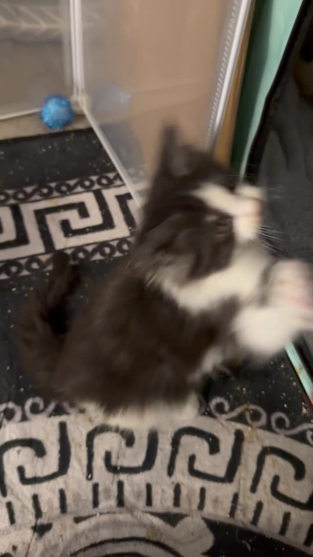 Maine Coon cats for sale: Mainecoon boy xx large  - Video 1