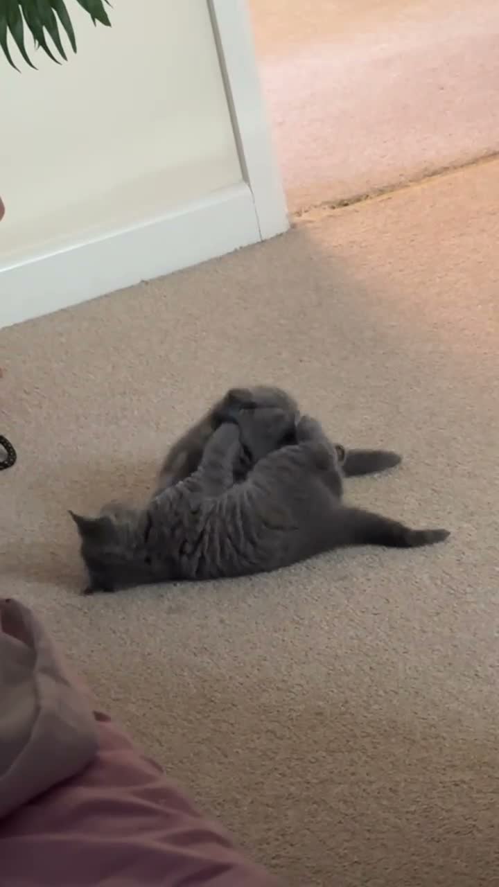 British Shorthair cats for sale: 🐾 British Shorthair Kittens for Sale 🐾 - Video 2