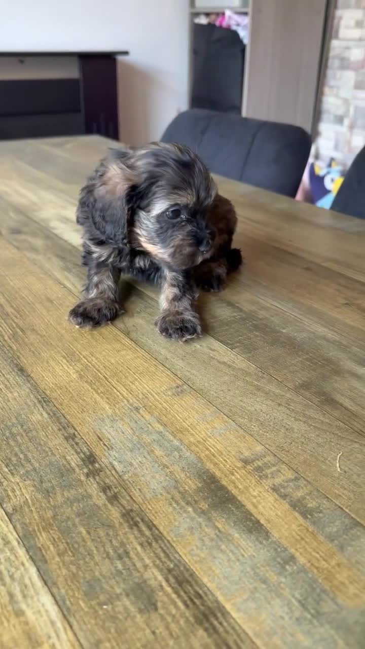 Cockapoo dogs for sale: 2 left boys!!! health tested cockapoo - Video 1