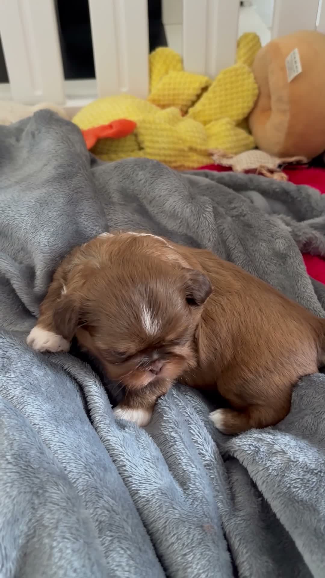 Shih Tzu dogs for sale: Imperial Shih Tzu🐾 in Liverpool - Video 3