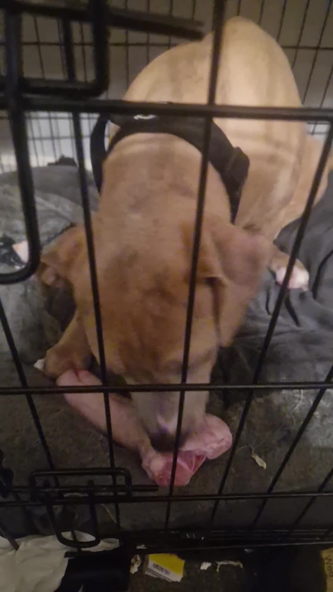 Mixed Breed dogs for sale: Blue & beau - Video 1