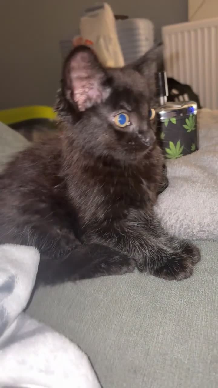 British Longhair cats for sale: Male long haired  - Video 1
