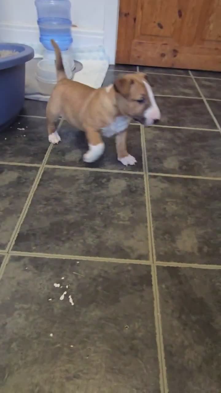 Miniature Bull terrier dogs for sale: Fawn and White MBT Boy - Video 2