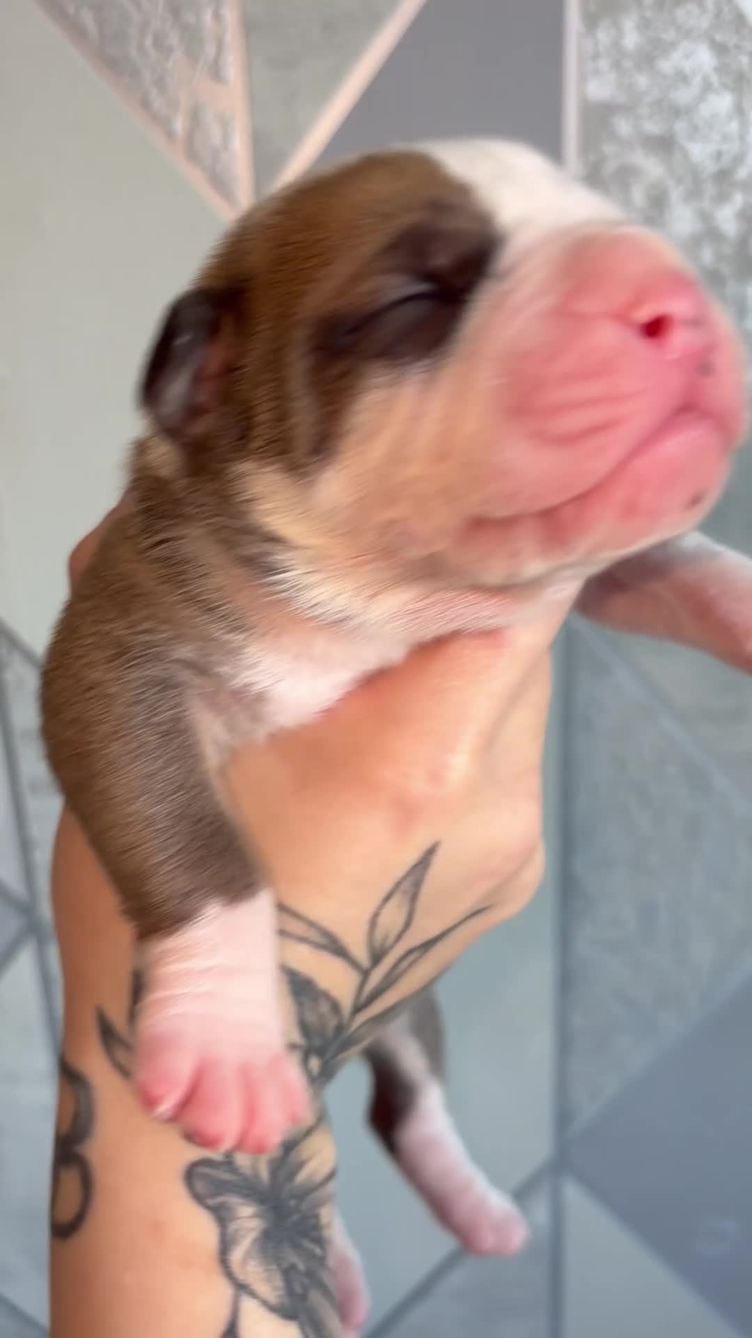 Alapaha Blue Blood Bulldog dogs for sale: Alapaha blue blood bulldogs  in Gloucester - Video 3