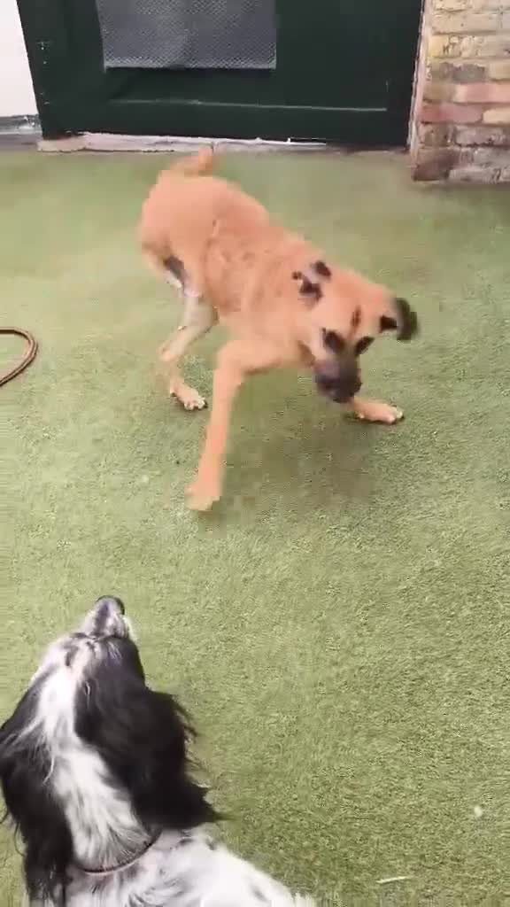 Mixed Breed dogs for adoption: Dobby - Video 1