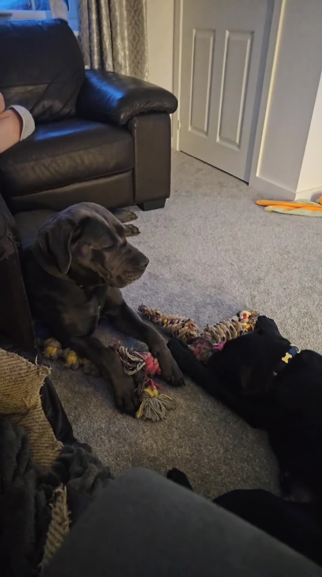 Cane Corso dogs for sale: Kaile - Video 2