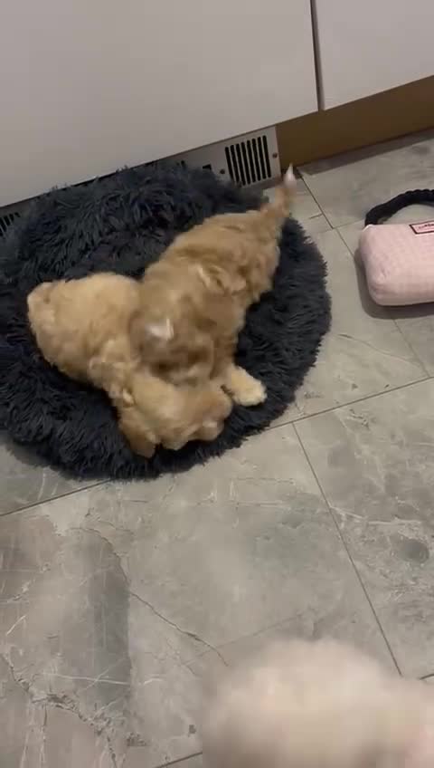 Maltipoo dogs for sale: Maltipoo boys available  - Video 1