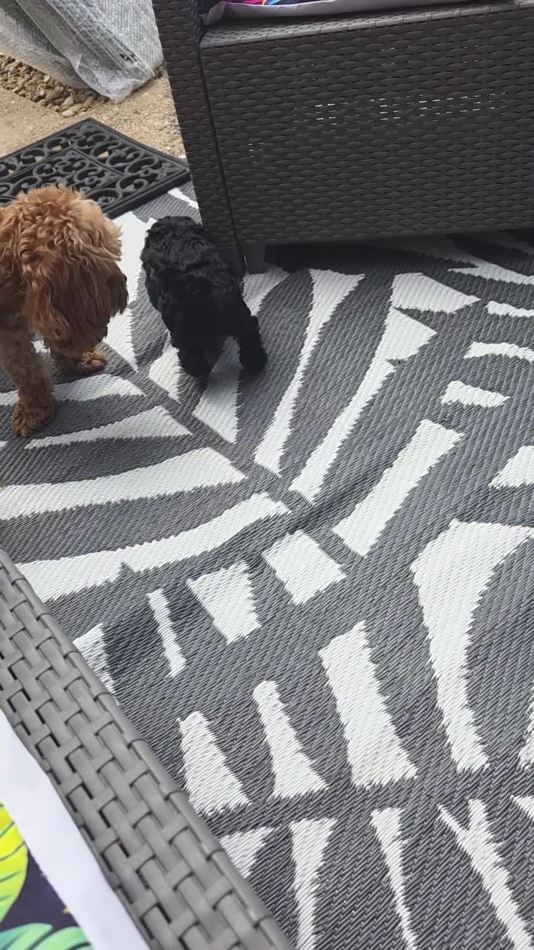 Cavapoo dogs for sale: READY FOR NEW HOME CAVAPOO GIRL - Video 2