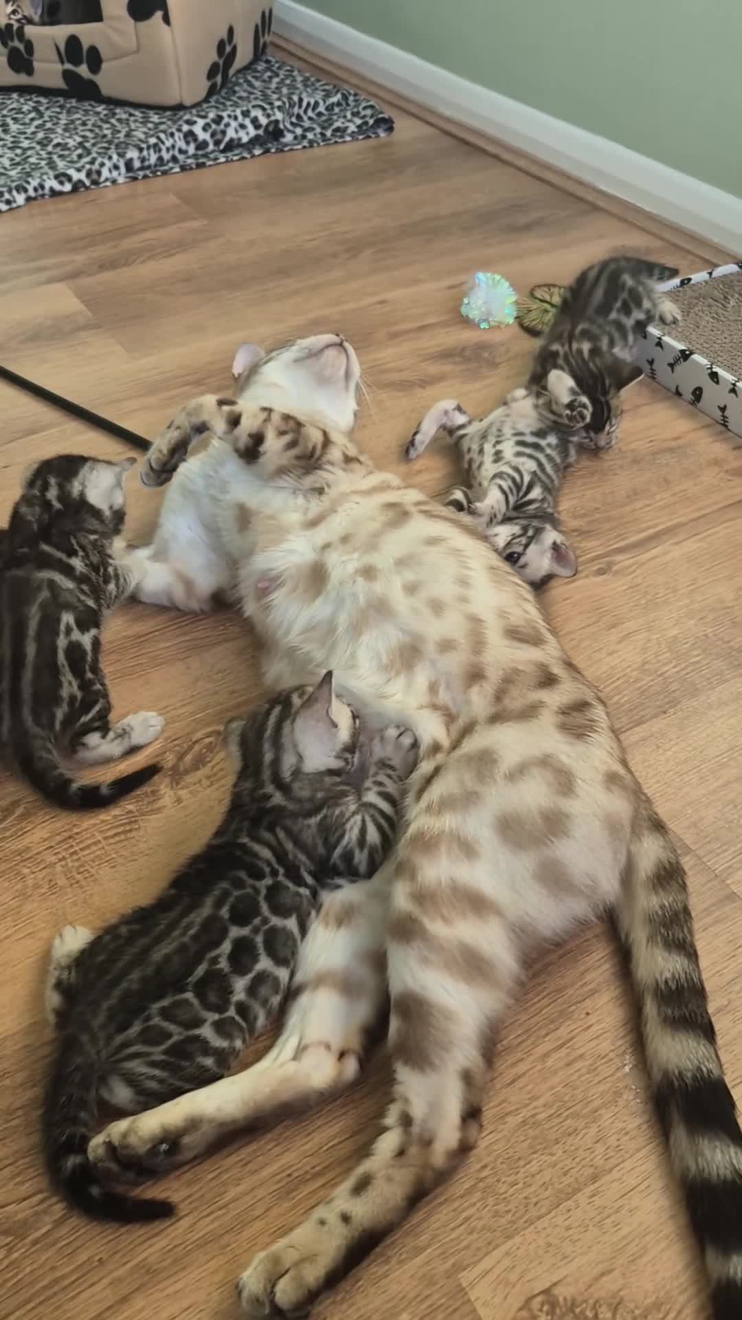 Bengal cats for sale: Champion Bloodline TICA Bengal Kittens in Peterborough - Video 2
