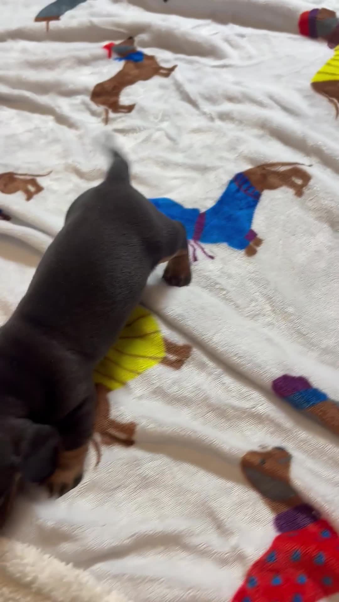 Miniature Dachshund dogs for sale: 🤩 1 stunning miniature dachshund 🤩 - Video 1
