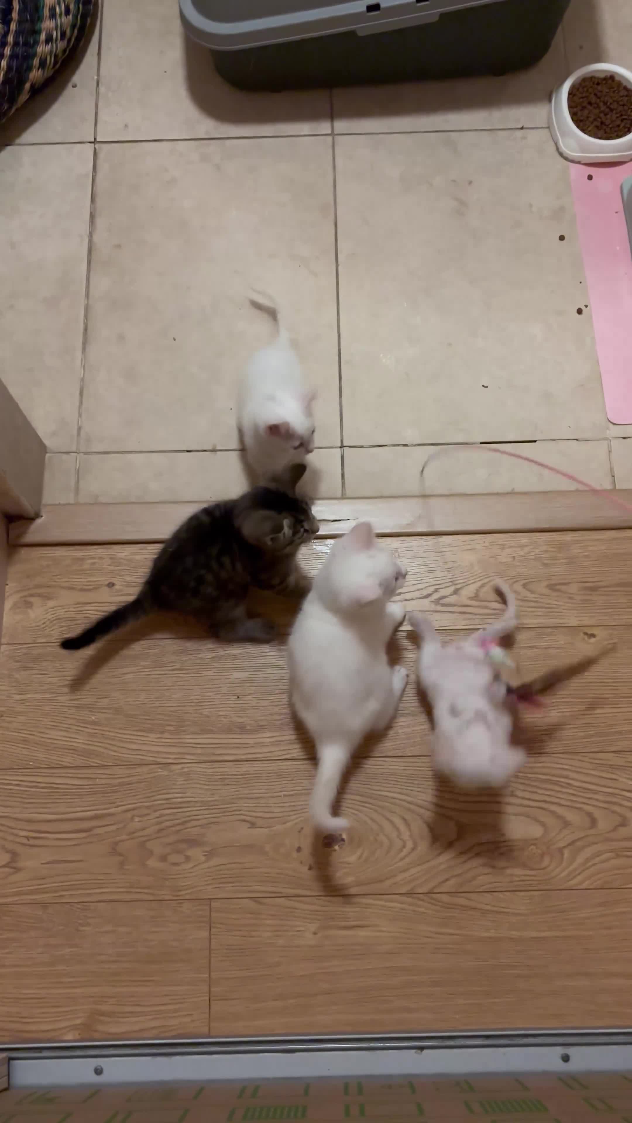 Turkish Angora cats for sale: Adorable Turkish Angora Kittens – Ready Now 🐾 - Video 1