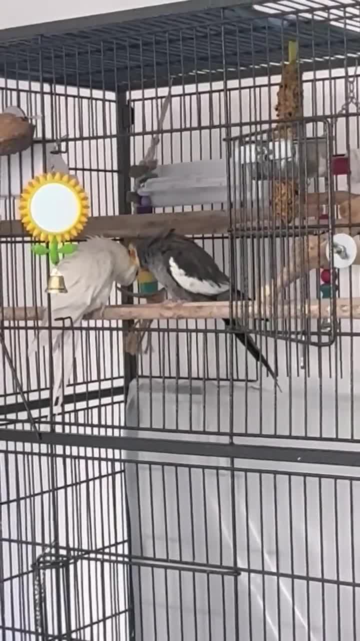 Cockatiels birds for sale: Pair of Beautiful Cockatiels for Sale - Video 1