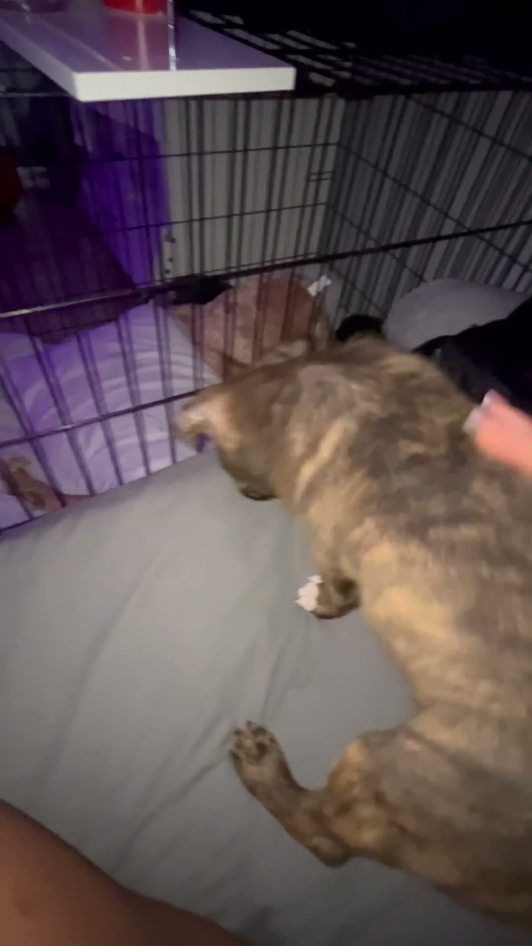 Mixed Breed dogs for sale: 2 beautiful boys  - Video 2