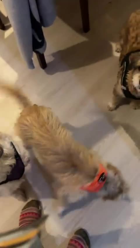 Mixed Breed dogs for adoption: Bal (Honey) –  Terrier Looking for Her Home - Video 1