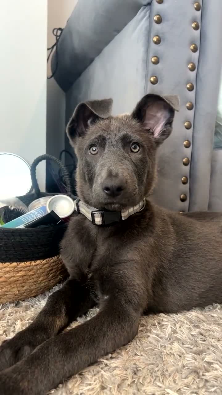 German Shepherd dogs for sale: Blue German shepherd puppy (female)  - Video 1