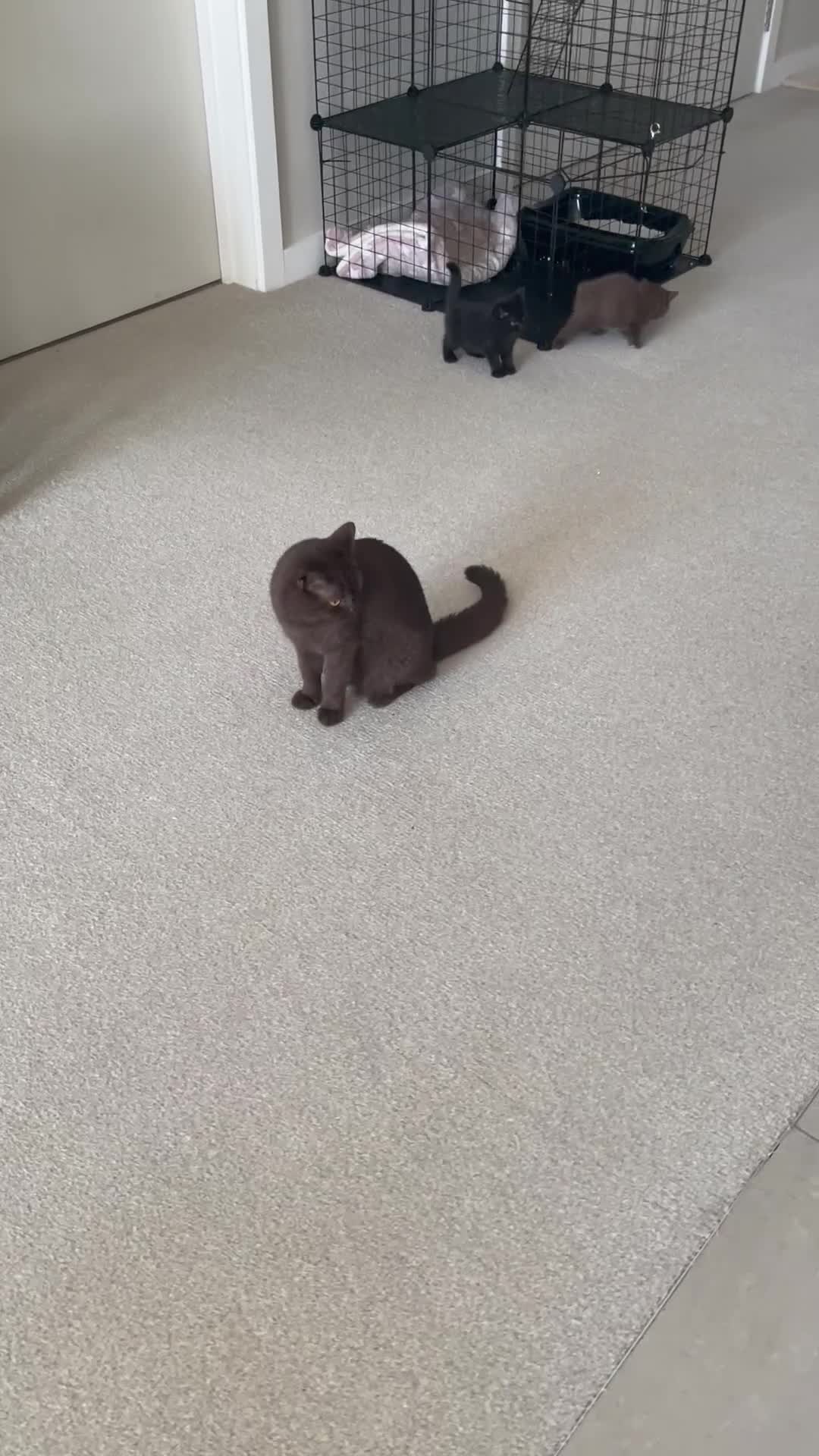 British Shorthair cats for sale: GCCF  black little girl remaining  - Video 2