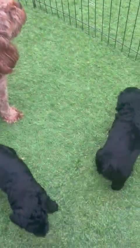 Cavapoo dogs for sale: Beautiful FB1 Cavapoos  - Video 1