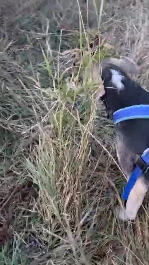 Mixed Breed dogs for adoption: RICKY - a superb young boy for a Loving Home - Video 1