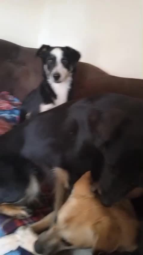 Mixed Breed dogs for adoption: 💙BENNY💙 – Dreams of His First Birthday at Home - Video 2