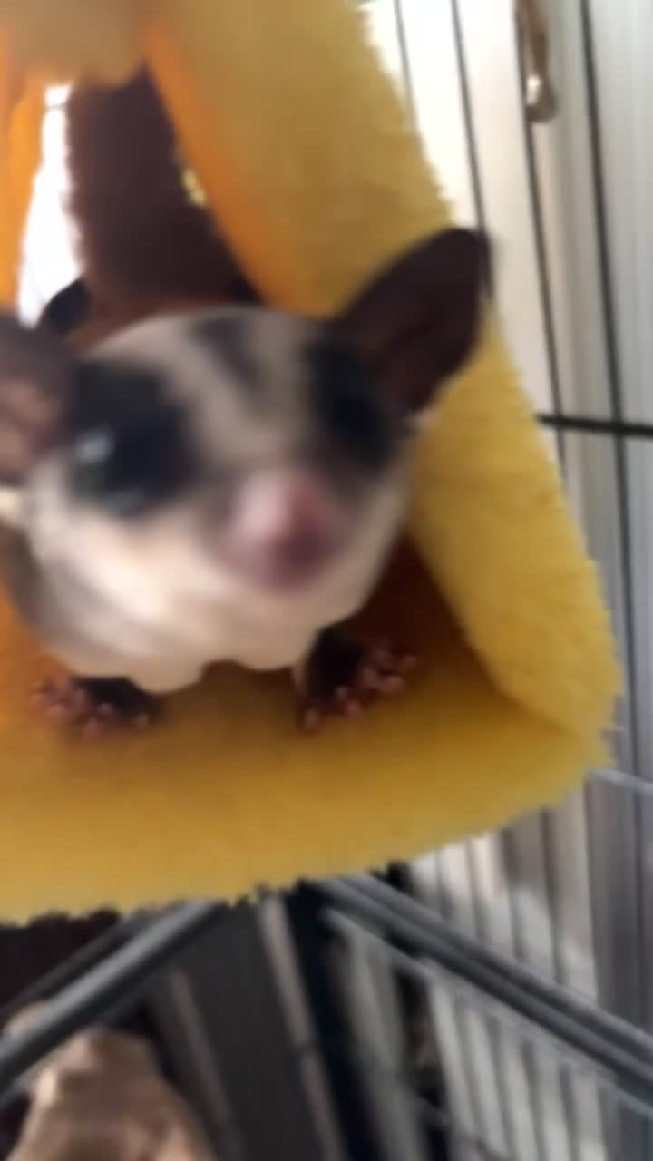 Sugar Glider rodents for sale: A pair of sugar gliders! - Video 1