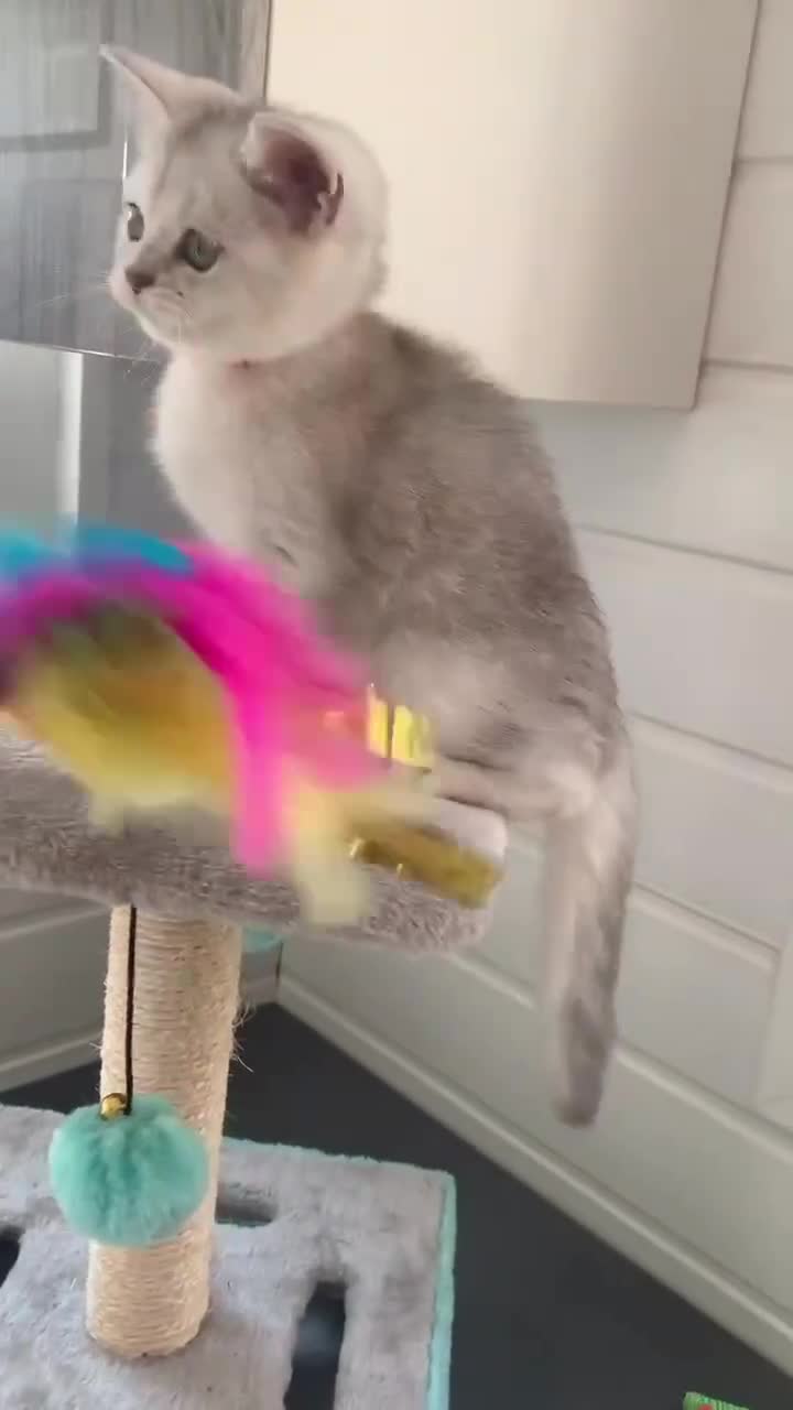British Shorthair cats for sale: BSH Stunning rare Shaded - Video 3