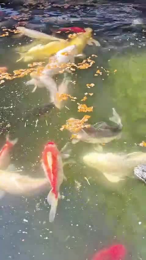 Koi Carp fish for sale: Various Koi Carp & Gold fish for sale in Leicester - Video 2