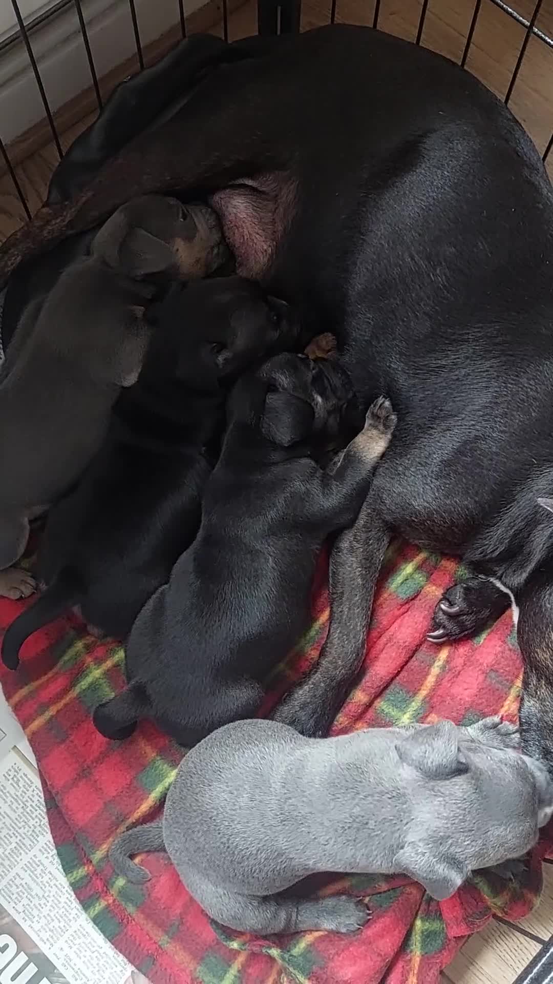 Mixed Breed dogs for sale: FRENCH BULLDOG X STAFFY  - Video 1