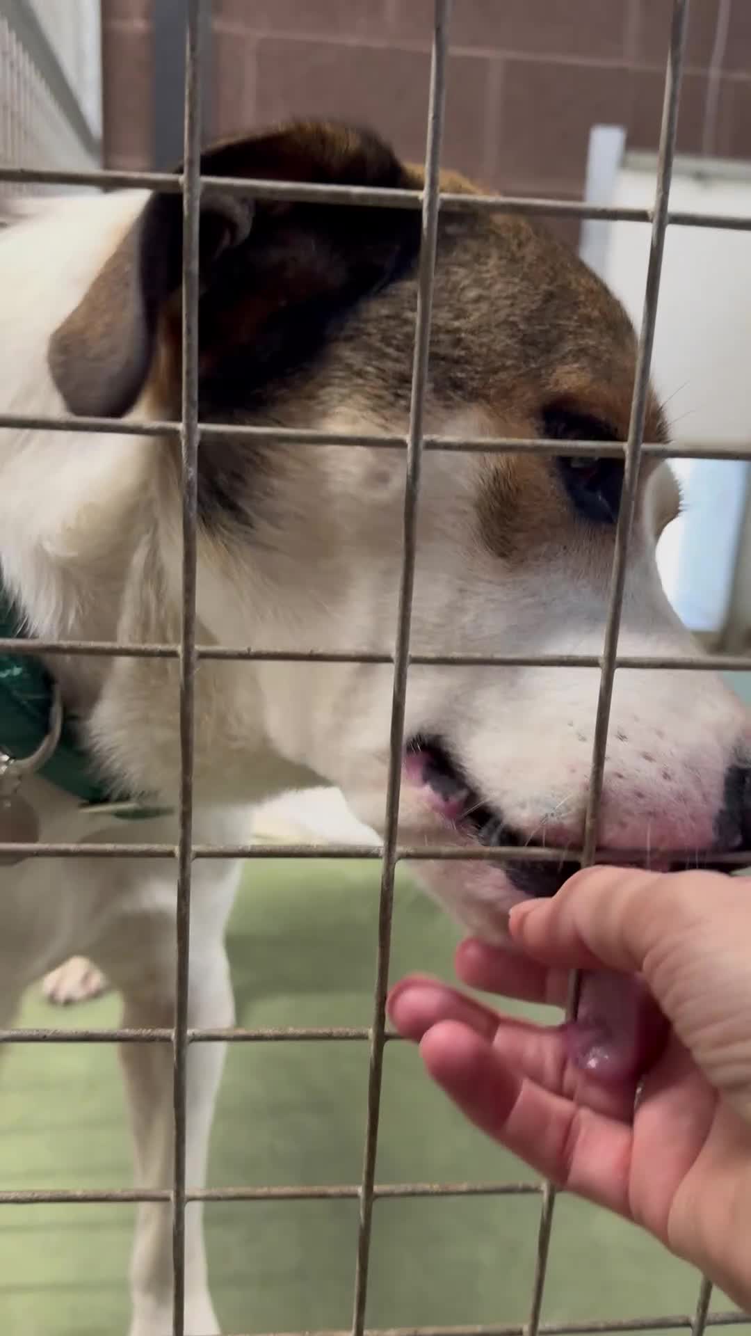 Mixed Breed dogs for adoption: MAYA – TWO YEARS WAITING FOR SOMEONE TO CARE - Video 2