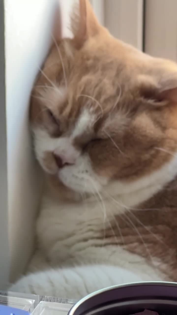 British Shorthair cats for sale: Bonded pair of indoor cats seeking forever home❤️ in Sheffield - Video 4