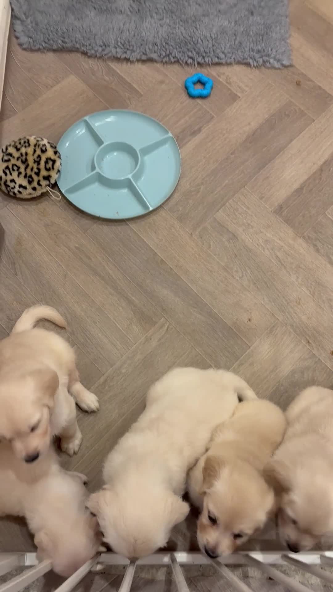 Golden Retriever dogs for sale: Stunning Golden Retriever puppies 🐾 - Video 2